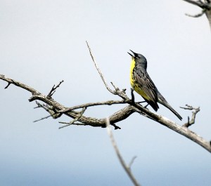 Kirtland Warbler
