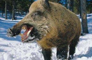 ARKive image GES078996 - Wild boar