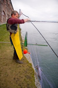 LSSU Aquatic Research Laboratory manager Roger Greil retrieves a gill net used to collect pre-spawned Atlantic salmon from the St. Marys River. Photo Courtesy of MDNR