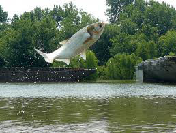 AsianCarp3