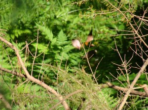Undisturbed Fawn - Photo by Carol Rose