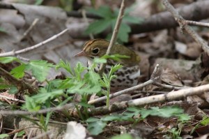Ovenbird by Jeff Kingery