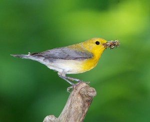 Prothonotary Warbler -  by Doug Tallamy 