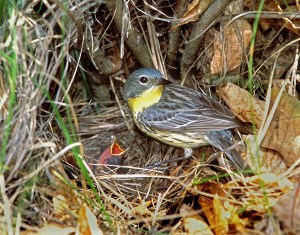 Kirtland's feeding a cowbird nestling (photo by Ron Austing)