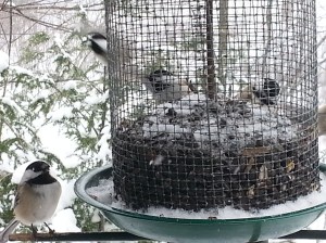 Photo by Kay Charter