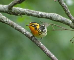 Blackburnian Warbler - photo by Jim Stevenson 