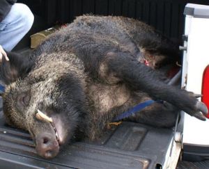 Photo courtesy of www.mlive.com  A 350-pound wild boar shot in Mecosta County.
